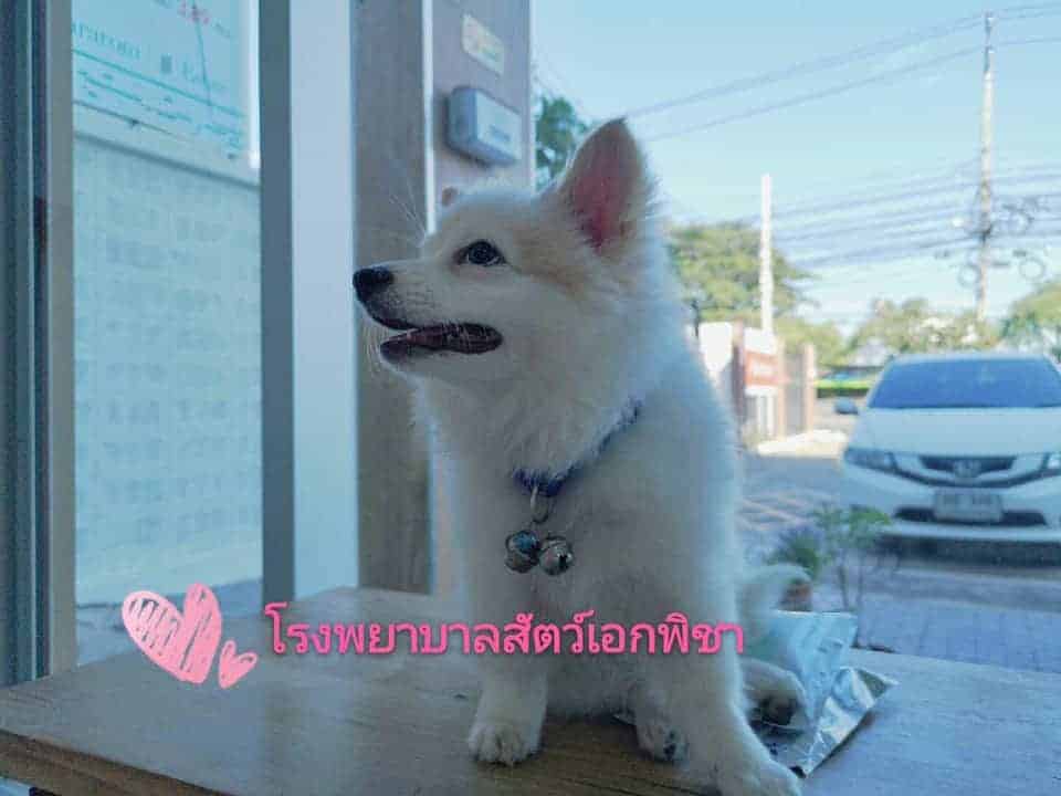 โรงพยาบาลสัตว์เอกพิชา (Eakpicha Pet Hotpital) 7