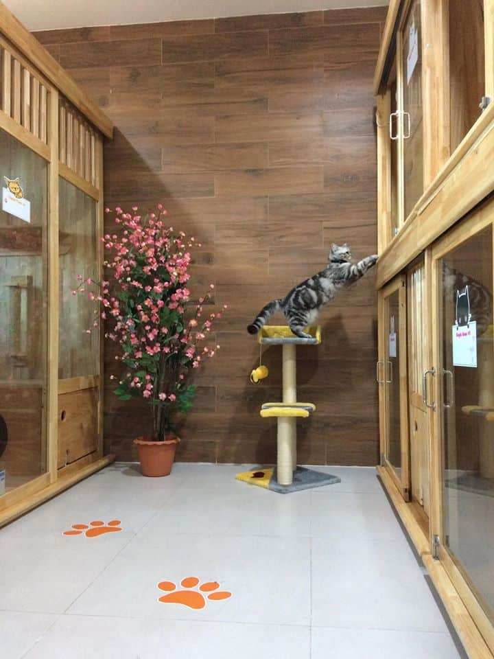 โรงพยาบาลสัตว์พีเอสแคร์ PS'Care Pet Hospital 9