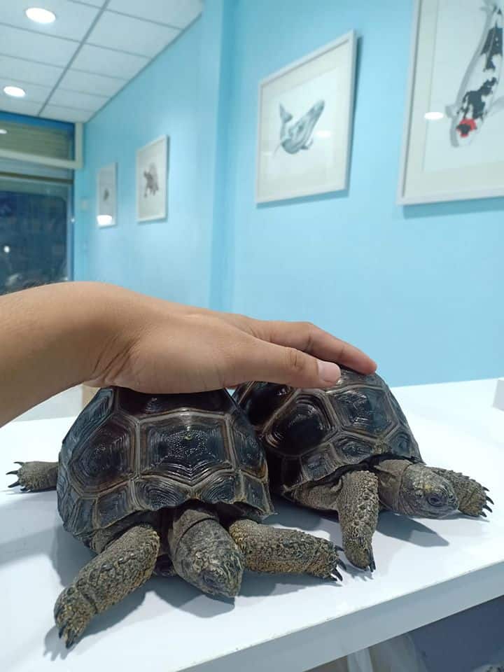 Dog A Carp Pet Clinic (หนองแขม) 1