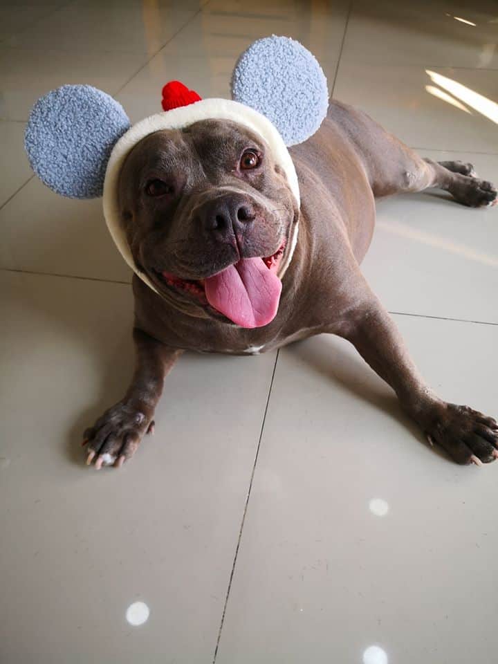 Mon Pet Angel (คลินิคหมอมนรักสัตว์) 2
