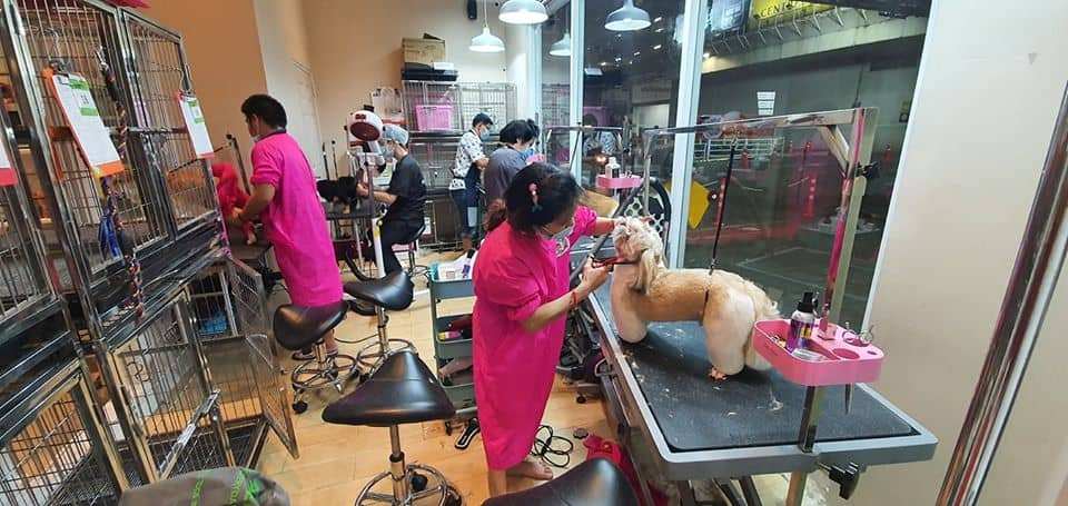 Nelly Pet Shop (แจ้งวัฒนะ) 2