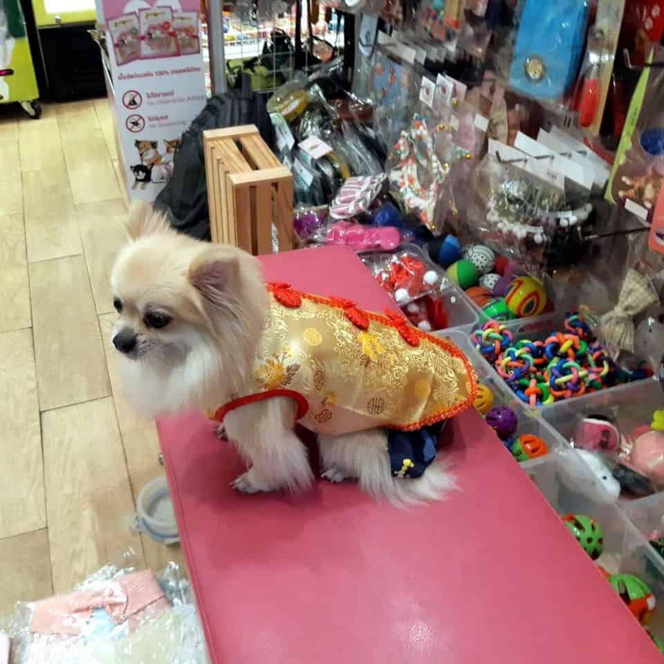 Nelly Pet Shop (แจ้งวัฒนะ) 4
