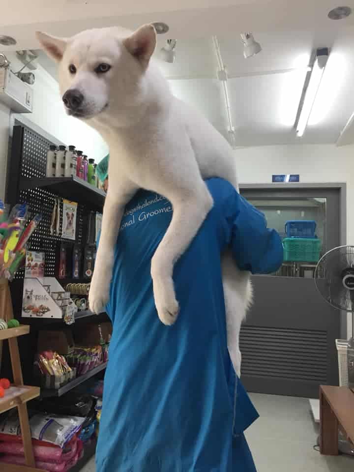 โรงพยาบาลสัตว์สยามเพ็ท Siam Pet Animal Hospital 9