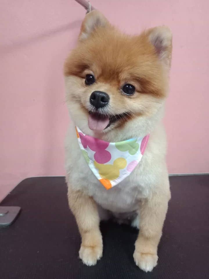 Baannootoob Vet Clinic (บ้านหนูตูบรักษาสัตว์) 7