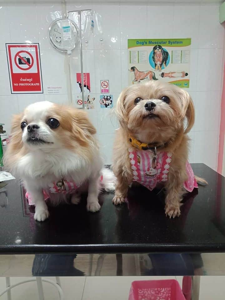 Baannootoob Vet Clinic (บ้านหนูตูบรักษาสัตว์) 8