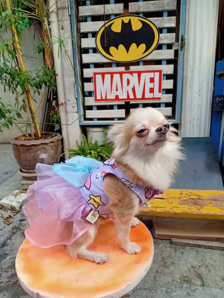 Rak Nong Grooming & Pet Shop (รักน้อง กรูมมิ่ง แอนด์ เพ็ทช้อป) 2
