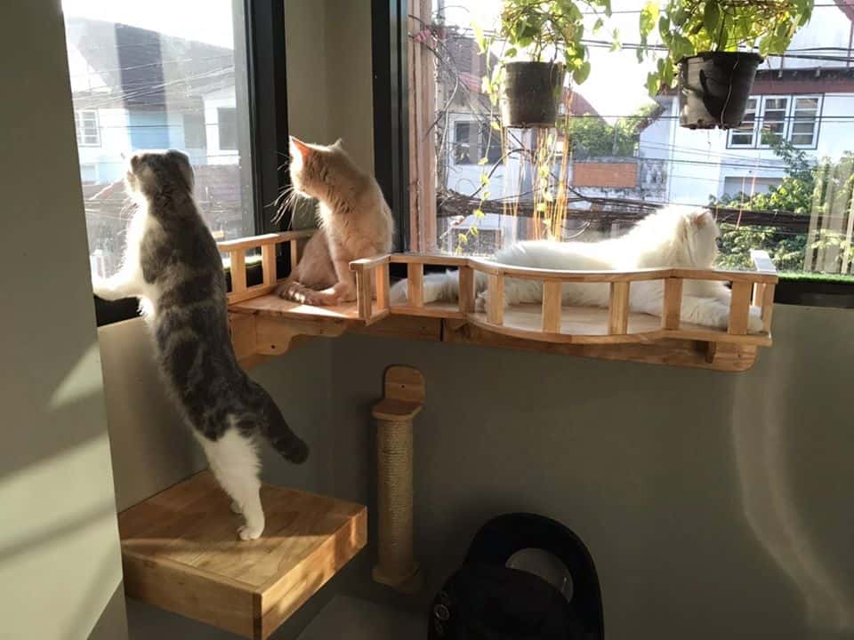 Nhamaew Cat Hotel (โรงแรมแมว หน้าแมว) 4
