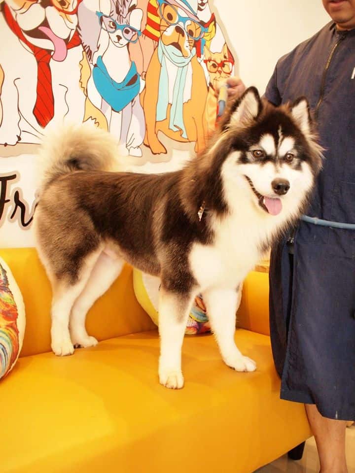 Buddy Grooming Spa (บัดดี้กรูมมิ่ง สปา) 2