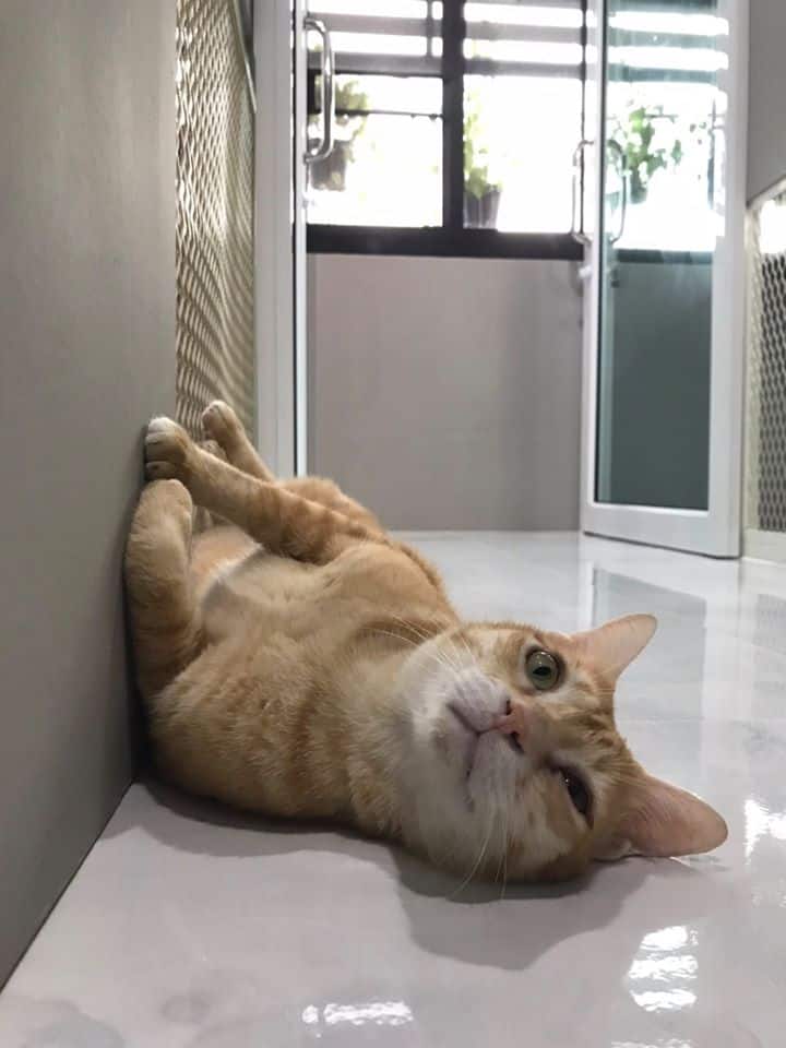 Nhamaew Cat Hotel (โรงแรมแมว หน้าแมว) 5