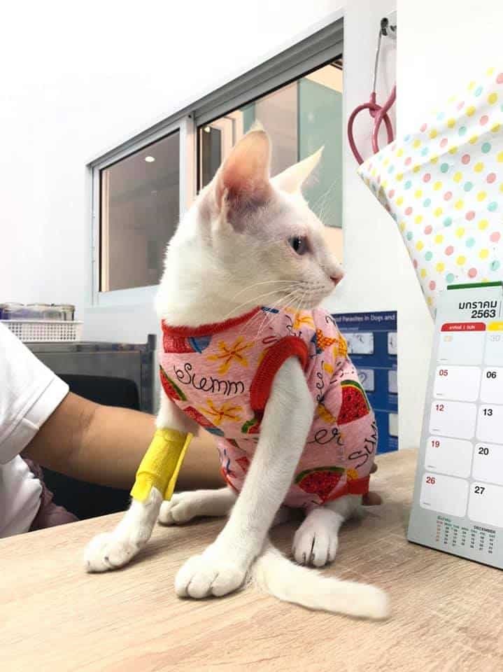 Rangsitanon Animal Hospital (โรงพยาบาลสัตว์รังสิตานนท์) 3