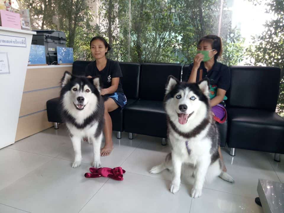 VET 2009 Pet Hospital (โรงพยาบาลสัตว์ เวท 2009) 9