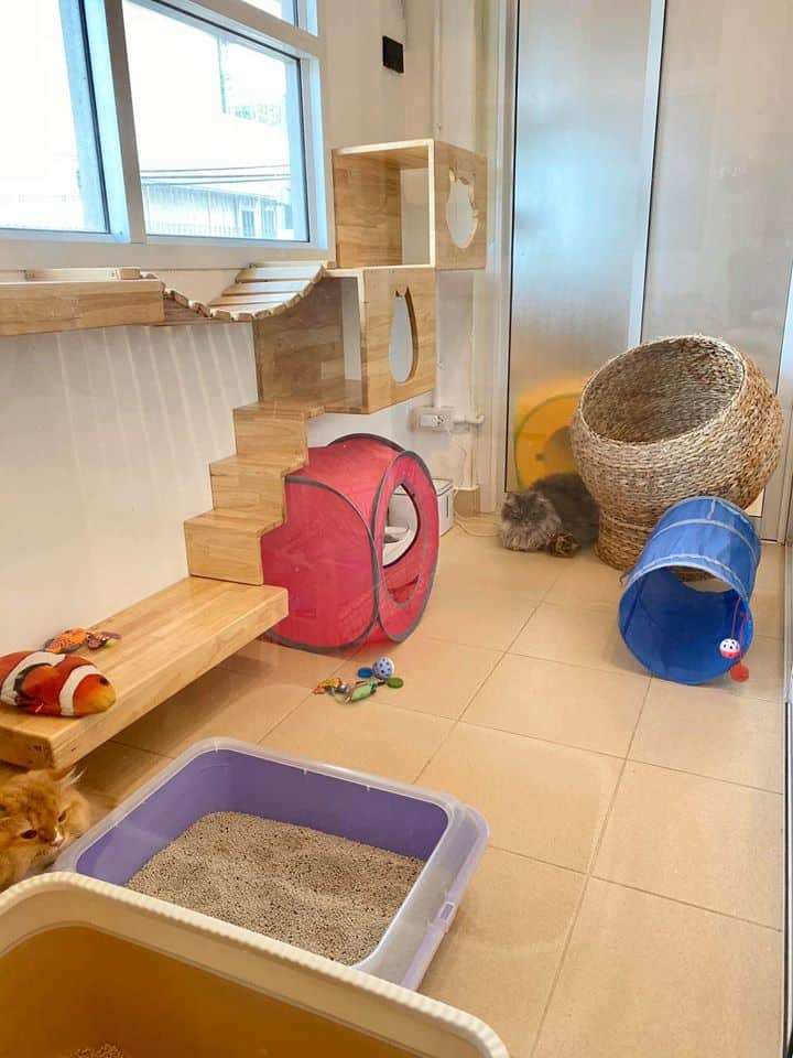 CAT PAW INN (Cat Hotel) 6