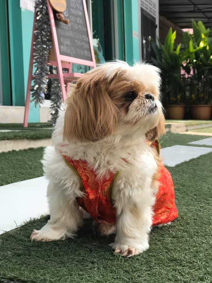 โรงพยาบาลสัตว์ฐานิตฝนทิพย์ (Tanit Fonthip Veterinary Hospital) 6