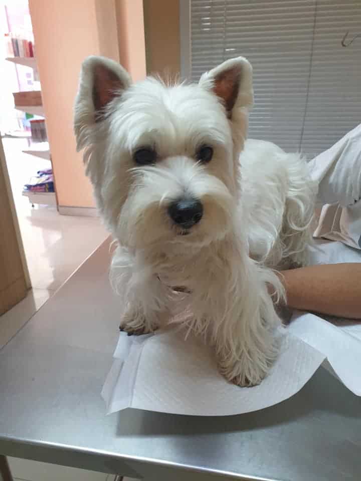 Chamchuree Home Pet Hospital (โรงพยาบาลสัตว์ จามจุรี โฮม) 3