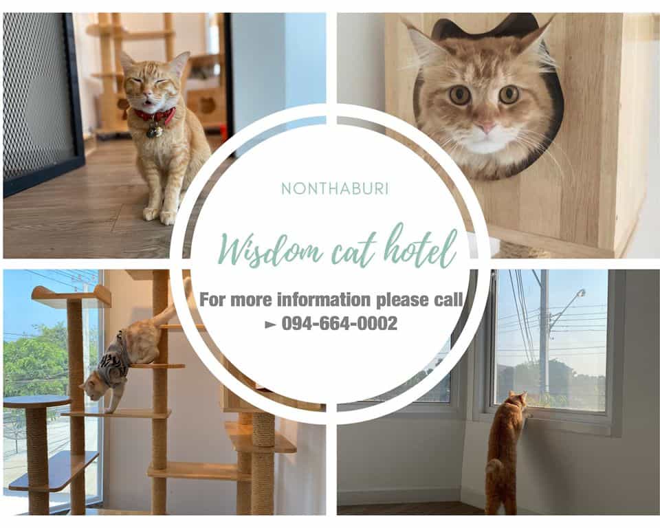 โรงพยาบาลสัตว์เดอะวิสดอม The Wisdom Animal Hospital 6