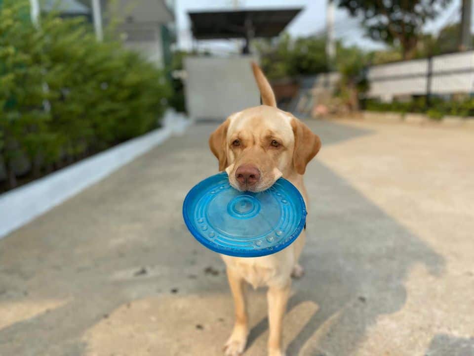โรงพยาบาลสัตว์เดอะวิสดอม The Wisdom Animal Hospital 7
