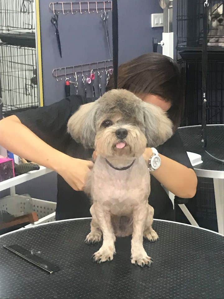 Mr.Dobby Grooming & Spa (พระราม 5 ราชพฤกษ์) 3