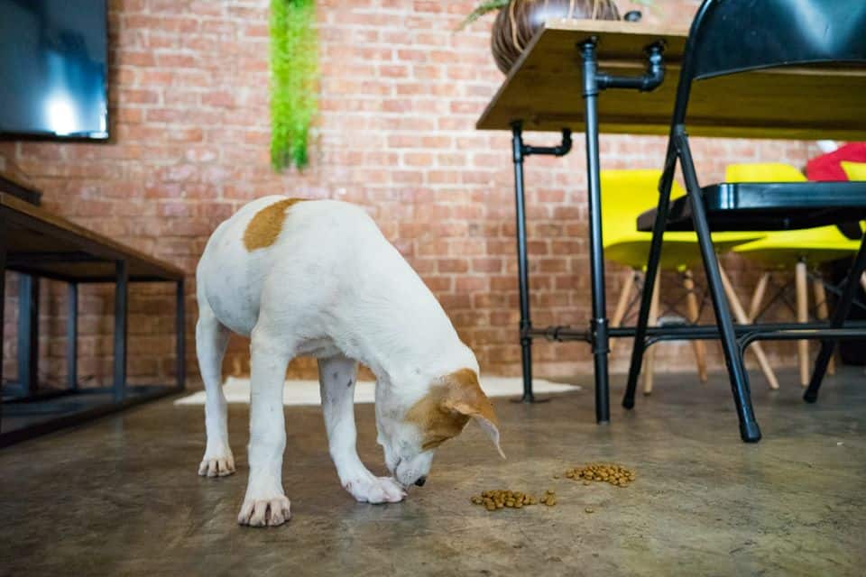 The Adoptable Puppy Cafe (คาเฟ่น้องหมาหาบ้าน) 1