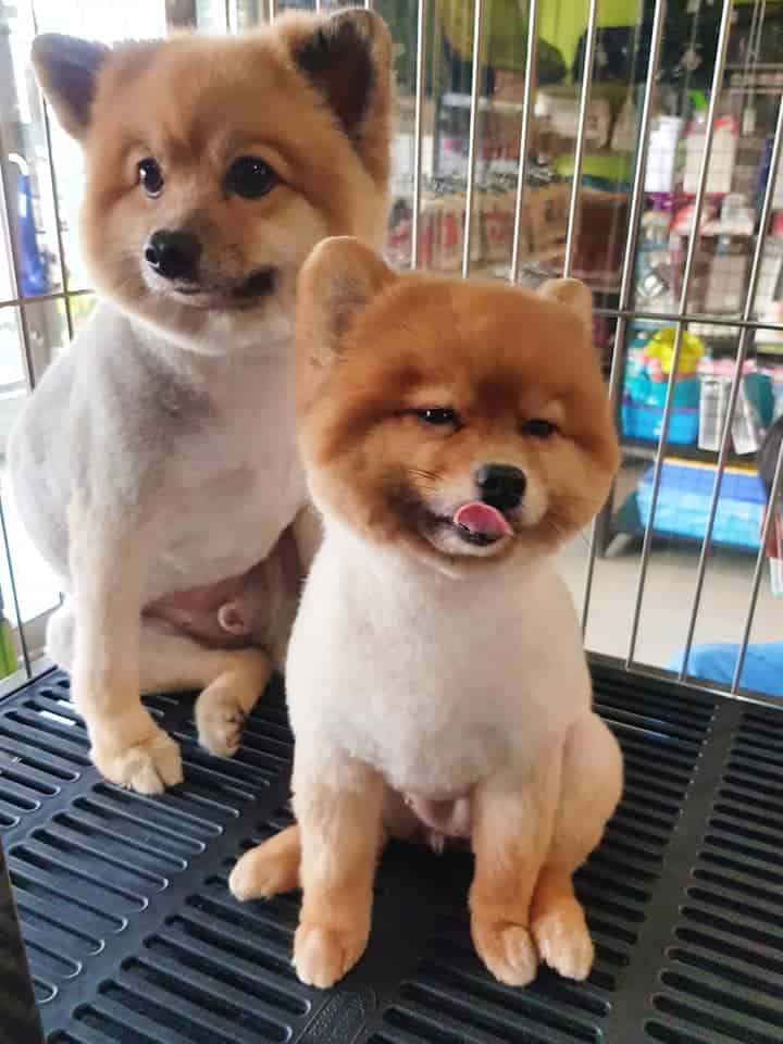 โรงพยาบาลสัตว์รังสิตปทุม Rangsitpathum Animal Hospital 2