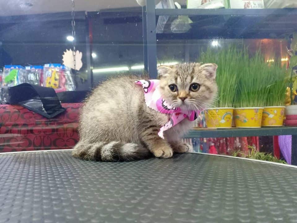 Rak Nong Grooming & Pet Shop (รักน้อง กรูมมิ่ง แอนด์ เพ็ทช้อป) 4