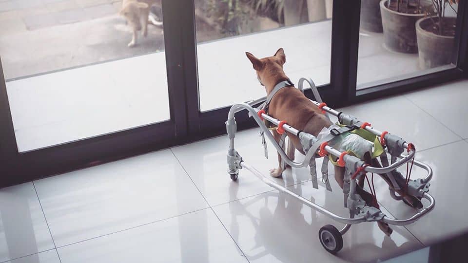 Sattawat Animal Clinic (ศตวรรษสัตวแพทย์) 6