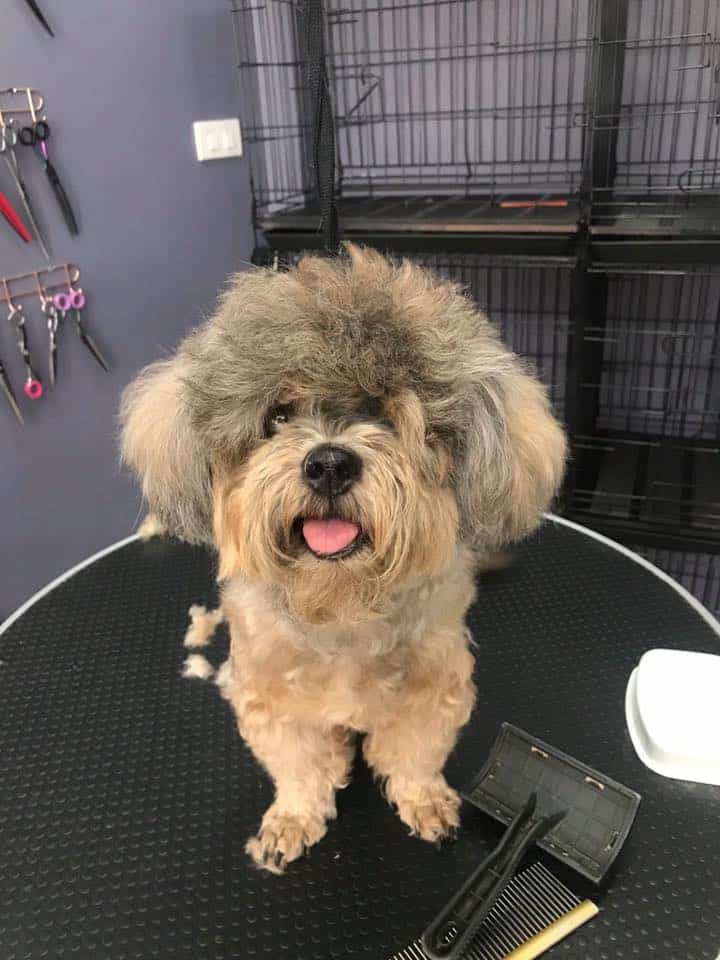 Mr.Dobby Grooming & Spa (พระราม 5 ราชพฤกษ์) 5