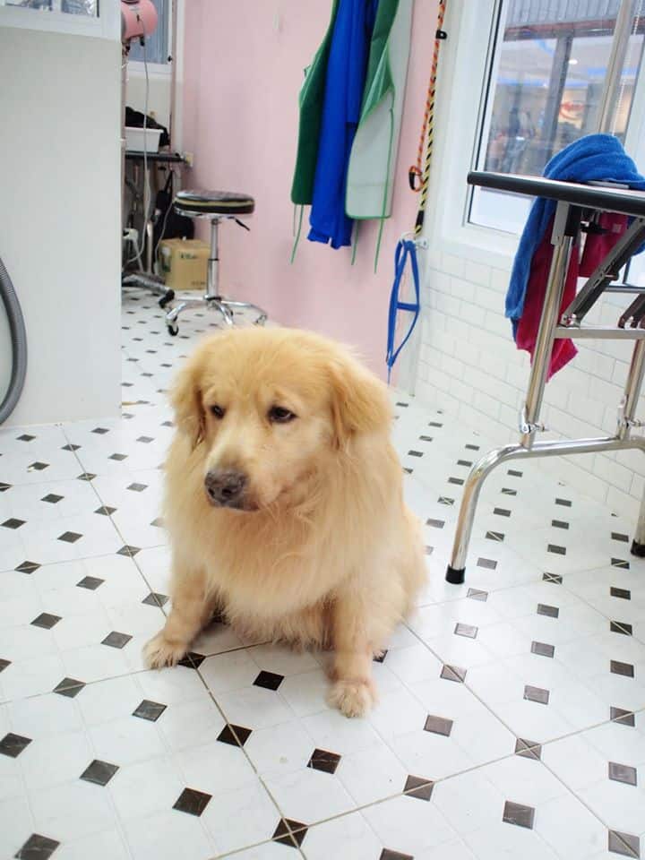 Buddy Grooming Spa (บัดดี้กรูมมิ่ง สปา) 3
