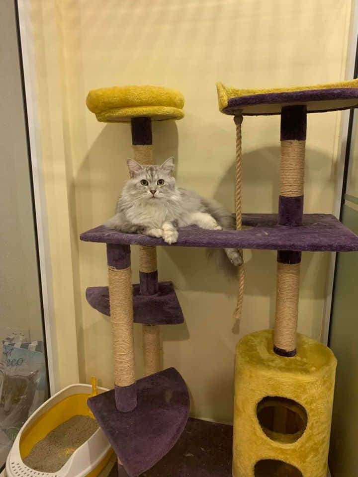 Grand Avenue Pet Hospital (โรงพยาบาลสัตว์แกรนด์อเวนิว) 8