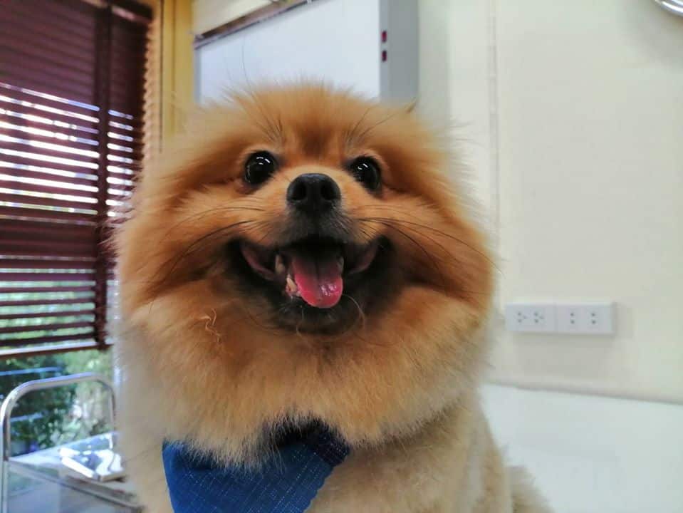Sawasdee Animal Hospital (โรงพยาบาลสัตว์สวัสดี) 2