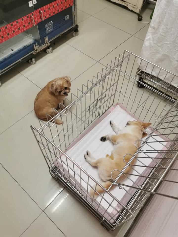 Baannootoob Vet Clinic (บ้านหนูตูบรักษาสัตว์) 9