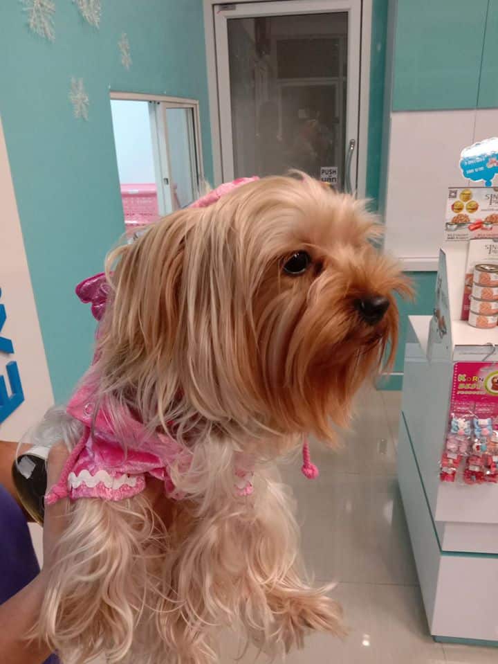 Rangsitanon Animal Hospital (โรงพยาบาลสัตว์รังสิตานนท์) 4