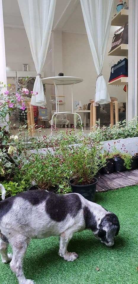 Kindly pet salon . hotel . cafe (สุขุมวิท 19) 4