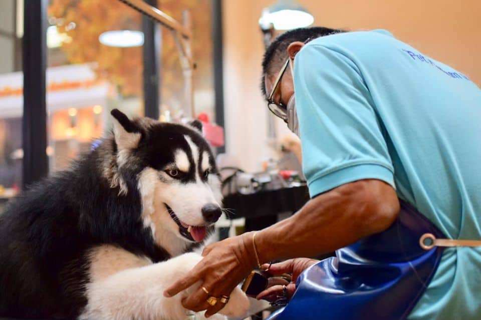 Pets Premium Shop (สาขาใหญ่) 5
