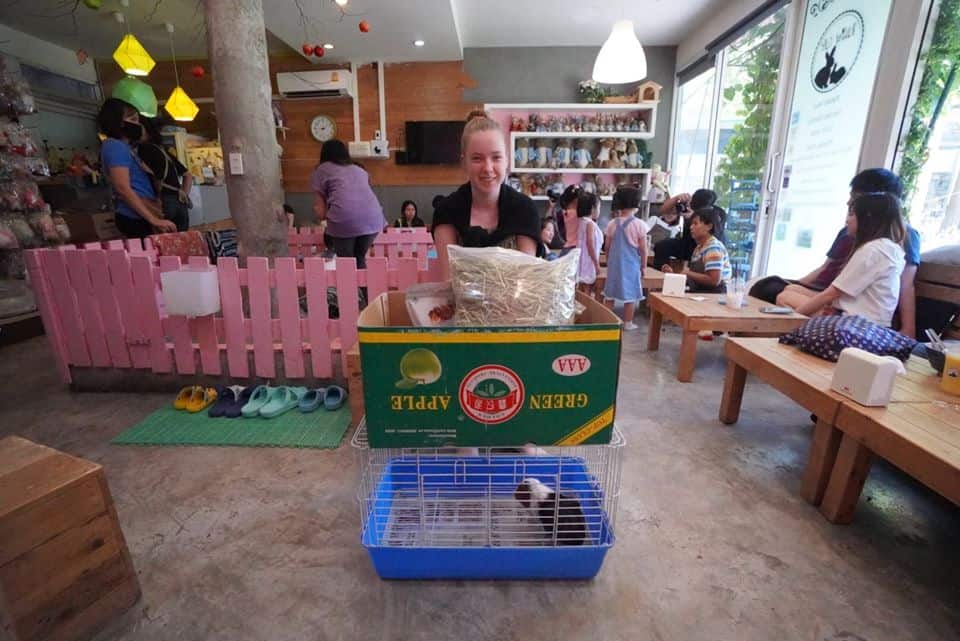 Rabbito Cafe (แรบบิทโตะคาเฟ่) 5