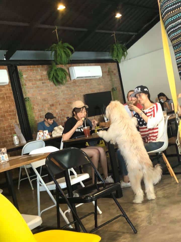 The Adoptable Puppy Cafe (คาเฟ่น้องหมาหาบ้าน) 2