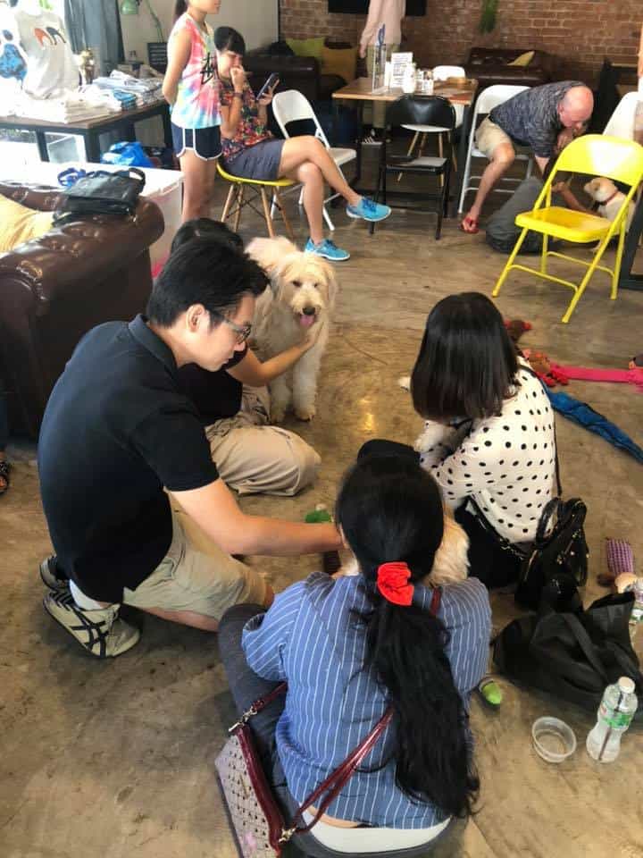 The Adoptable Puppy Cafe (คาเฟ่น้องหมาหาบ้าน) 3