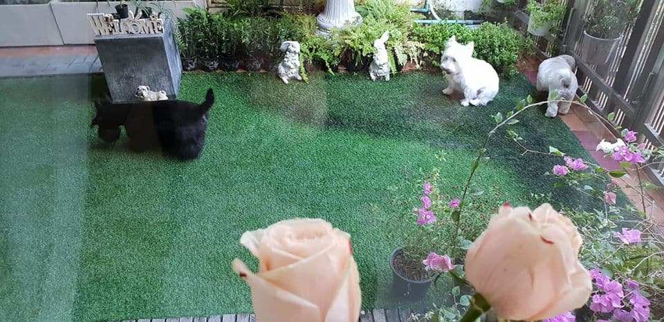 Kindly pet salon . hotel . cafe (สุขุมวิท 19) 6