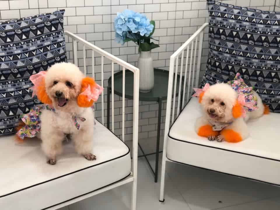 PawPlearn Animal Hospital (โรงพยาบาลสัตว์พอเพลิน) 3