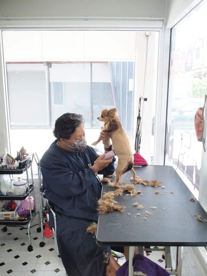 Buddy Grooming Spa (บัดดี้กรูมมิ่ง สปา) 4