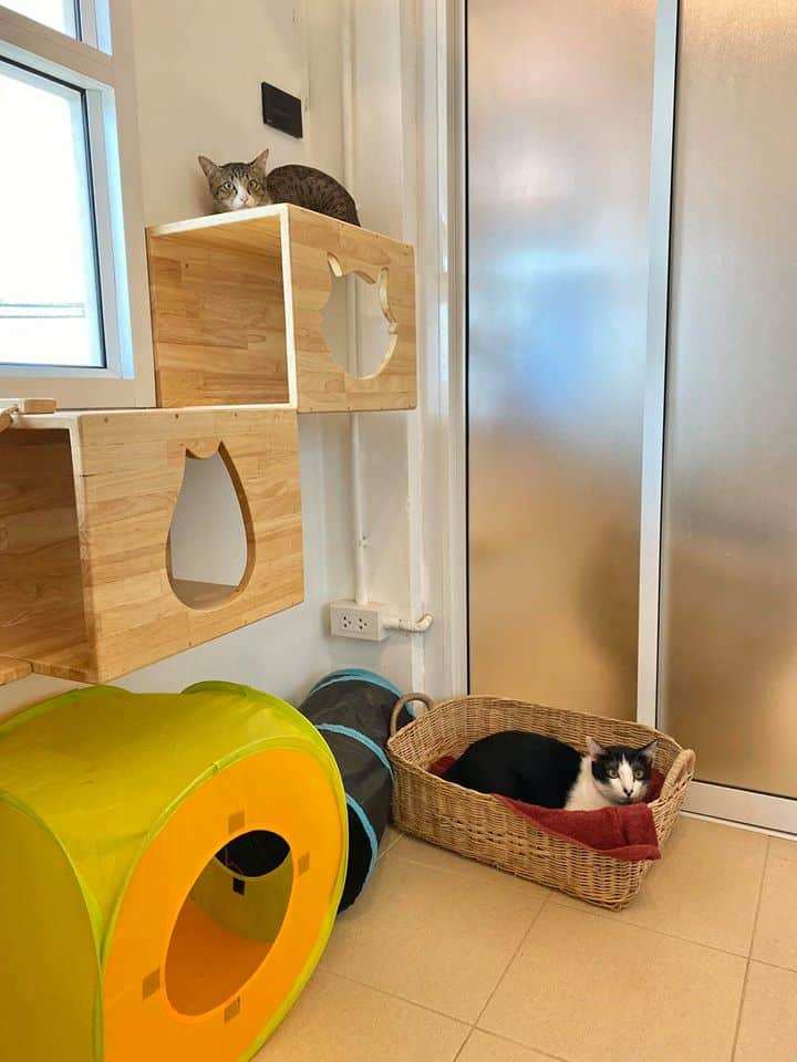CAT PAW INN (Cat Hotel) 7