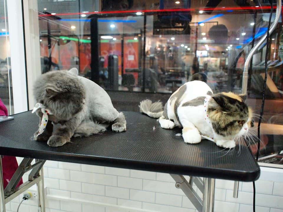 Buddy Grooming Spa (บัดดี้กรูมมิ่ง สปา) 5