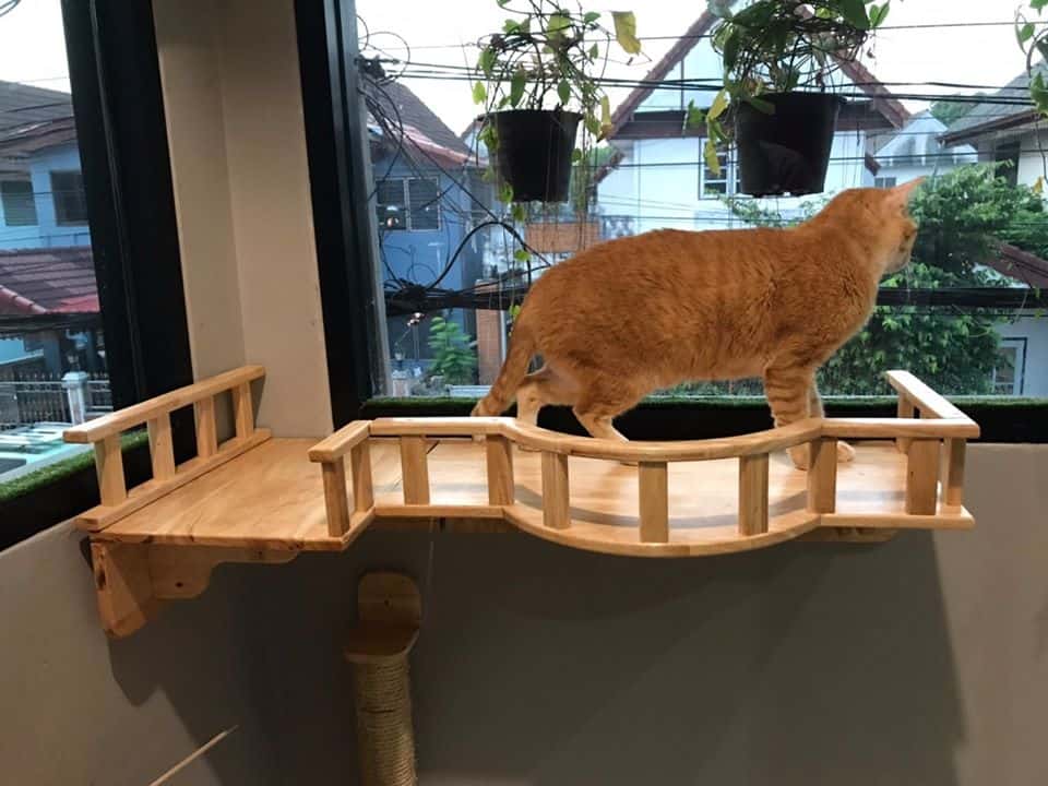 Nhamaew Cat Hotel (โรงแรมแมว หน้าแมว) 8