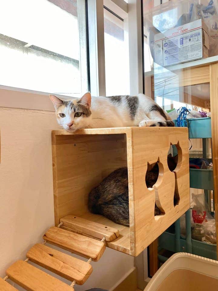 CAT PAW INN (Cat Hotel) 8