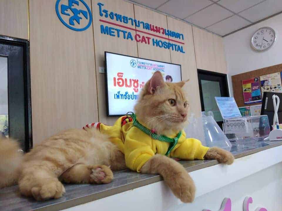 โรงพยาบาลแมวเมตตา (หาดใหญ่) 3