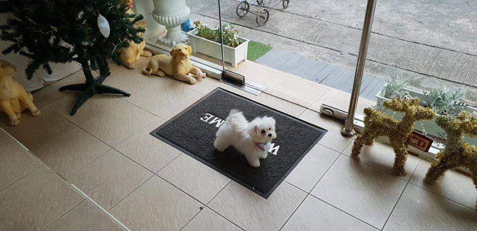 Kindly pet salon . hotel . cafe (สุขุมวิท 19) 7