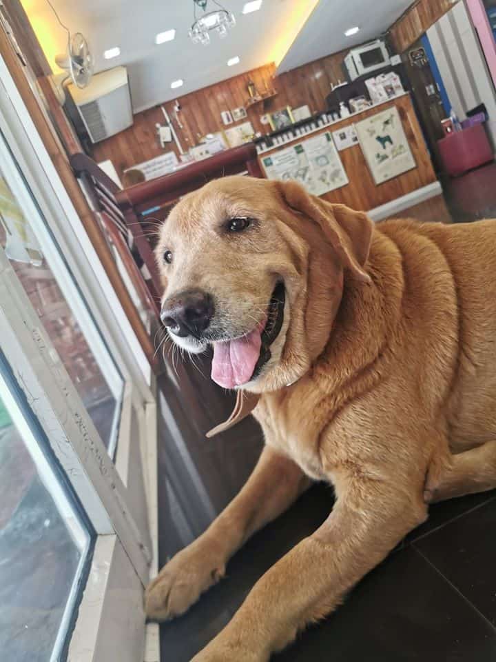 โรงพยาบาลสัตว์บ้านศาลายา Salaya Home Animal Hospital 5