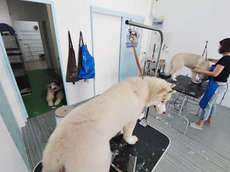 Mr.Dobby Grooming & Spa (พระราม 5 ราชพฤกษ์) 7