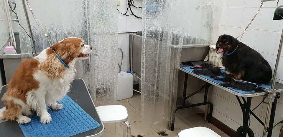 Kindly pet salon . hotel . cafe (สุขุมวิท 19) 8