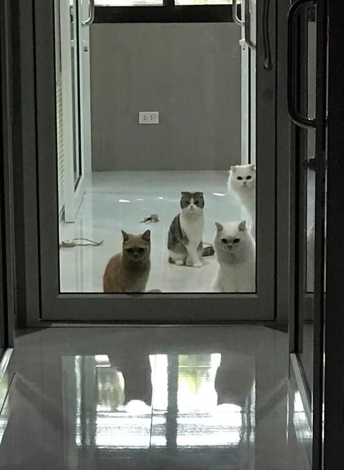 Nhamaew Cat Hotel (โรงแรมแมว หน้าแมว) 9