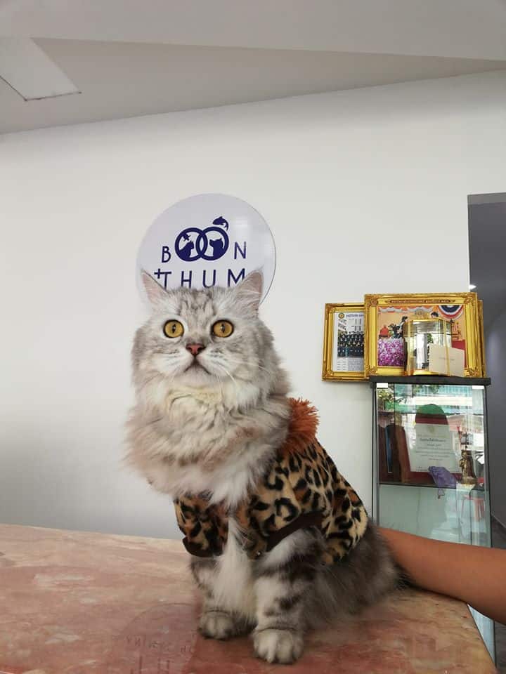 Boonthum Animal Hospital (โรงพยาบาลสัตว์บุญธรรม) 3